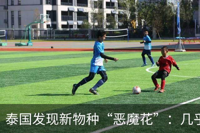 泰国发现新物种“恶魔花”：几乎全黑，已知不到50株